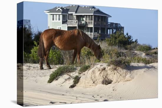 Wild Horses Graze in the Protected Northern Tip of the Outer Banks in Corolla, North Carolina Among-pdb1-Premier Image Canvas