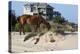 Wild Horses Graze in the Protected Northern Tip of the Outer Banks in Corolla, North Carolina Among-pdb1-Premier Image Canvas