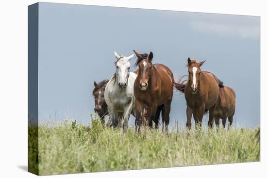 Wild horses in the Kansas Flint Hills-Michael Scheufler-Premier Image Canvas