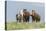 Wild horses in the Kansas Flint Hills-Michael Scheufler-Premier Image Canvas