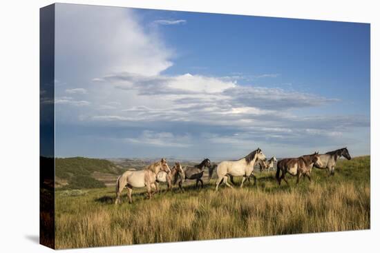 Wild Horses in Theodore Roosevelt National Park, North Dakota, Usa-Chuck Haney-Premier Image Canvas