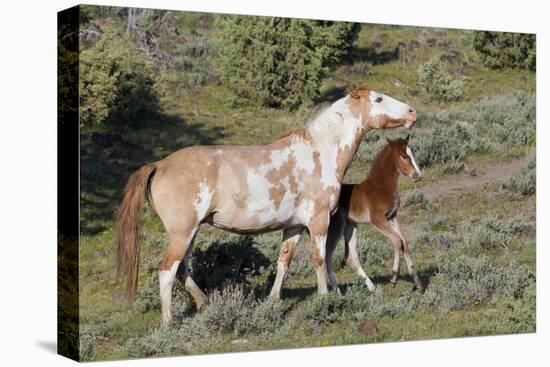 Wild Horses, Mare with Colt-Ken Archer-Premier Image Canvas
