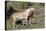 Wild Horses, Mare with Colt-Ken Archer-Premier Image Canvas