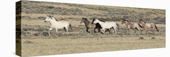 Wild Horses Mustangs, Grey Stallion Leads His Band Trotting, Divide Basin, Wyoming, USA-Carol Walker-Premier Image Canvas