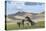 Wild horses playing and grazing and Khangai mountains in the background, Hovsgol province, Mongolia-Francesco Vaninetti-Premier Image Canvas