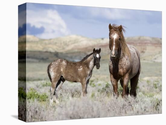 Wild Horses, Red Roan Stallion with Foal in Sagebrush-Steppe Landscape, Adobe Town, Wyoming, USA-Carol Walker-Premier Image Canvas