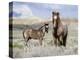 Wild Horses, Red Roan Stallion with Foal in Sagebrush-Steppe Landscape, Adobe Town, Wyoming, USA-Carol Walker-Premier Image Canvas