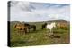 Wild Horses, Reykjanes Peninsula, Iceland, Polar Regions-Yadid Levy-Premier Image Canvas