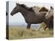 Wild Horses Running, Carbon County, Wyoming, USA-Cathy & Gordon Illg-Premier Image Canvas