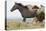 Wild Horses Running, Carbon County, Wyoming-Cathy & Gordon Illg-Stretched Canvas