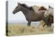 Wild Horses Running, Carbon County, Wyoming-Cathy & Gordon Illg-Stretched Canvas