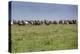 Wild horses running in the Flint Hills of Kansas-Michael Scheufler-Premier Image Canvas