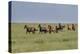 Wild horses running in the Flint Hills-Michael Scheufler-Premier Image Canvas