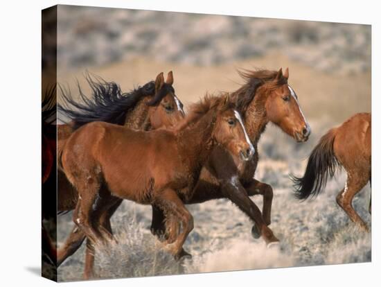 Wild Horses Running Through Desert, CA-Inga Spence-Premier Image Canvas