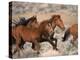 Wild Horses Running Through Desert, CA-Inga Spence-Premier Image Canvas