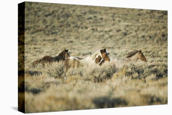 Wild Horses Running-DLILLC-Premier Image Canvas