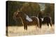 Wild Horses, Steens Mountains-Ken Archer-Premier Image Canvas