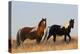 Wild Horses, Steens Mountains-Ken Archer-Premier Image Canvas