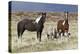 Wild Horses, Steens Mountains-Ken Archer-Premier Image Canvas