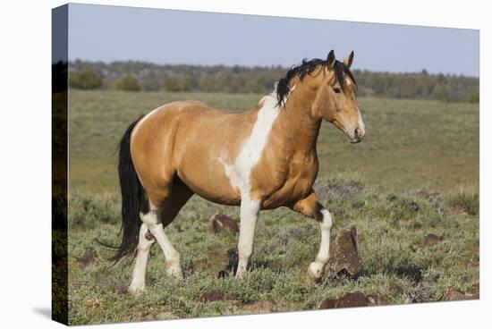 Wild Horses, Strutting Stallion-Ken Archer-Premier Image Canvas