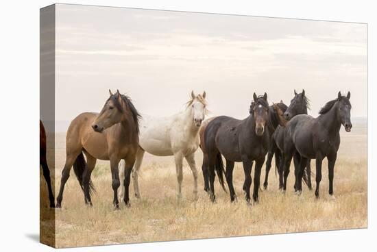 Wild Horses, Tooele County, Utah-Cathy & Gordon Illg-Stretched Canvas