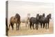 Wild Horses, Tooele County, Utah-Cathy & Gordon Illg-Stretched Canvas