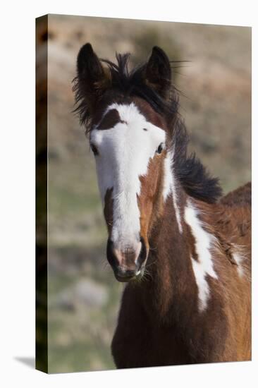 Wild Horses. Young Colt, Steens Mountains, Oregon-Ken Archer-Premier Image Canvas