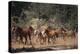 Wild Horses-DLILLC-Premier Image Canvas
