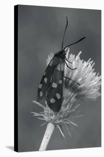 Wild Insects I-The Chelsea Collection-Stretched Canvas