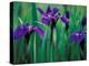 Wild Iris on Knight Island, Alaska, USA-Darrell Gulin-Premier Image Canvas