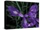 Wild Iris, Oregon Coast, USA-Michele Westmorland-Premier Image Canvas