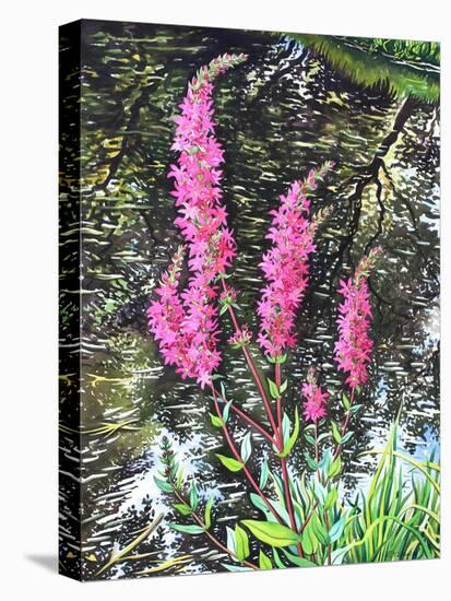 Wild Loosestrife-Christopher Ryland-Premier Image Canvas