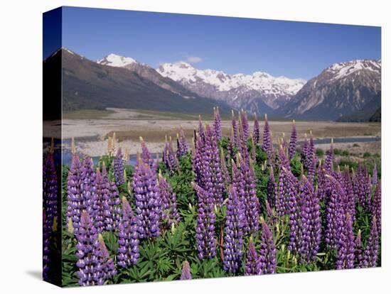 Wild Lupin Flowers (Lupinus) with Birdwood Mountains Behind, South Island, New Zealand-Gavin Hellier-Premier Image Canvas