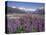 Wild Lupin Flowers (Lupinus) with Birdwood Mountains Behind, South Island, New Zealand-Gavin Hellier-Premier Image Canvas