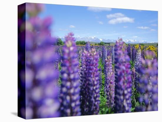 Wild Lupins in the Mt. Cook National Park, Canterbury, South Island, New Zealand-Neale Clarke-Premier Image Canvas