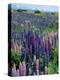 Wild Lupins, Mt. Cook National Park, New Zealand-Neale Clarke-Premier Image Canvas