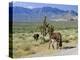 Wild Mules, the Spring Mountains, Nevada, USA-Fraser Hall-Premier Image Canvas