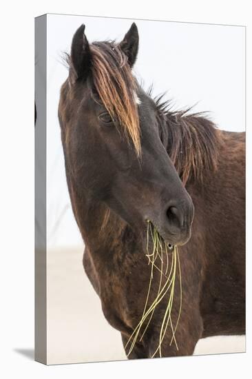 Wild Mustang (Banker Horse) (Equus Ferus Caballus) in Currituck National Wildlife Refuge-Michael DeFreitas-Premier Image Canvas