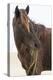 Wild Mustang (Banker Horse) (Equus Ferus Caballus) in Currituck National Wildlife Refuge-Michael DeFreitas-Premier Image Canvas