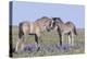 Wild Mustang Foals Among Wild Flowers, Pryor Mountains, Montana, USA-Carol Walker-Premier Image Canvas