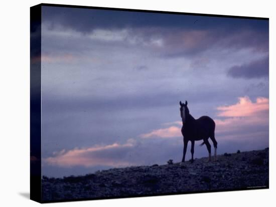Wild Mustang Horses Running Across Field in Wyoming and Montana-Bill Eppridge-Premier Image Canvas