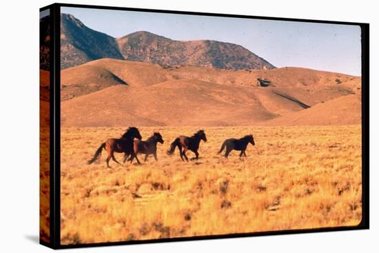 Wild Mustang Horses Running Across Field in Wyoming and Montana-Bill Eppridge-Premier Image Canvas