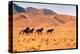 Wild Mustang Horses Running Across Field in Wyoming and Montana-Bill Eppridge-Premier Image Canvas