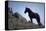 Wild Mustang Horses Running Across Field in Wyoming and Montana-Bill Eppridge-Premier Image Canvas
