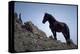 Wild Mustang Horses Running Across Field in Wyoming and Montana-Bill Eppridge-Premier Image Canvas