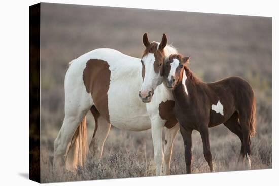 Wild Mustang Pinto Foal Nuzzling Up To Mother, Sand Wash Basin Herd Area, Colorado, USA-Carol Walker-Premier Image Canvas
