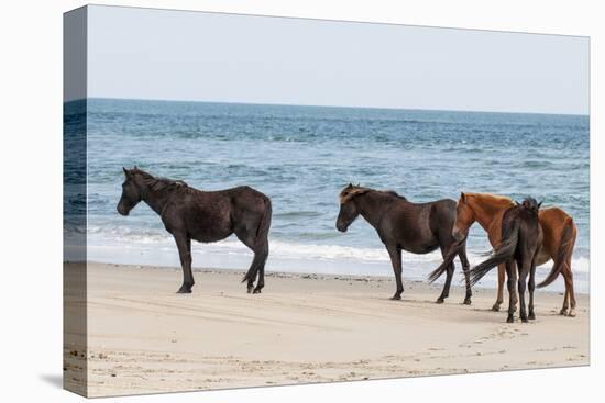 Wild Mustangs (Banker Horses) (Equus Ferus Caballus) in Currituck National Wildlife Refuge-Michael DeFreitas-Premier Image Canvas