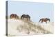 Wild Mustangs (Banker Horses) (Equus Ferus Caballus) in Currituck National Wildlife Refuge-Michael DeFreitas-Premier Image Canvas