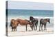 Wild Mustangs in Currituck National Wildlife Refuge, Corolla, Outer Banks, North Carolina-Michael DeFreitas-Premier Image Canvas