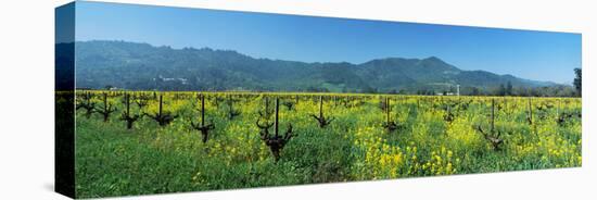 Wild Mustard in a Vineyard, Napa Valley, California, USA-null-Stretched Canvas